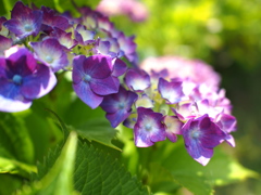 空梅雨の紫陽花　1