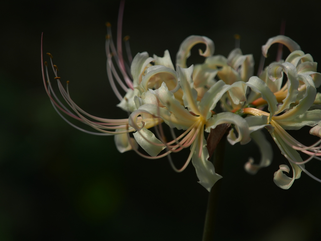 lycoris albiflora