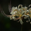 lycoris albiflora