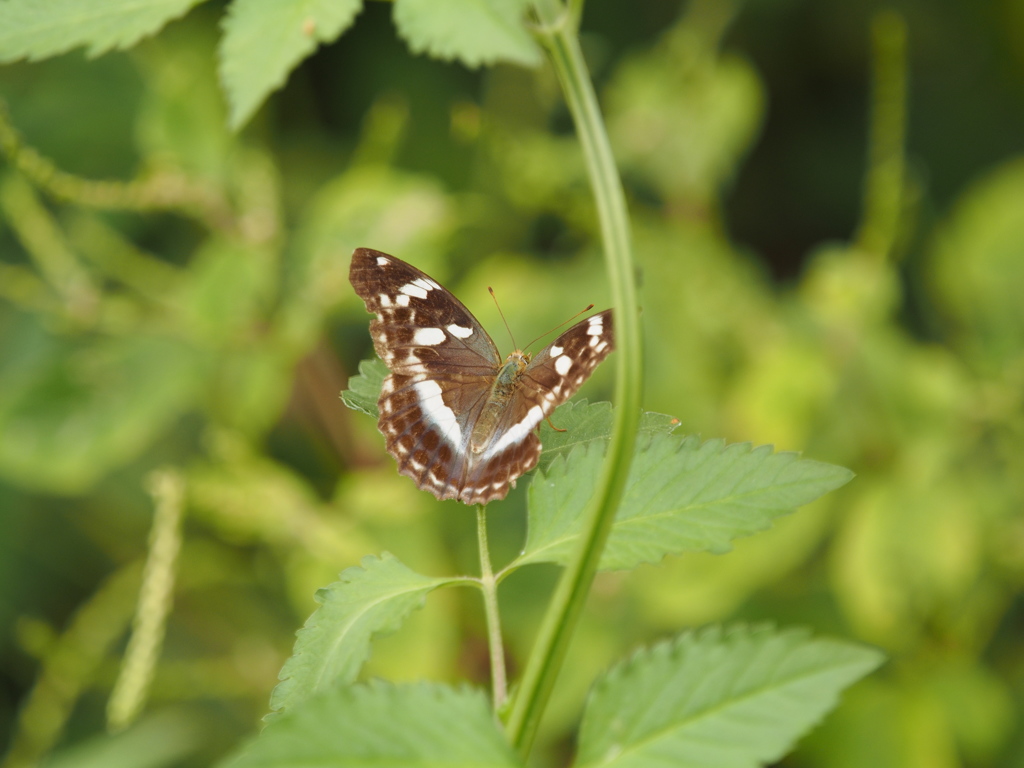 メスグロヒョウモンチョウ