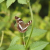 メスグロヒョウモンチョウ