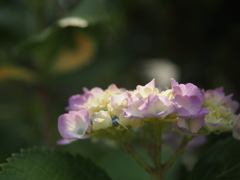 紫陽花