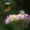 紫陽花