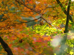 黄葉・紅葉