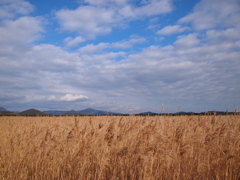 葦原