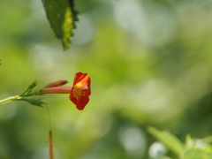 丸葉鏤紅草　２