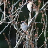 冬の散歩道の鳥 スズメ