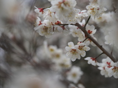 梅
