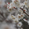 梅