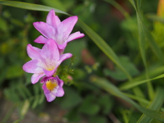 庭の花３