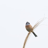 ホウジロ