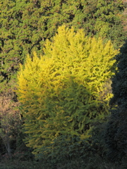 散歩道の大銀杏
