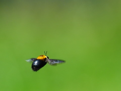 陽春の虫