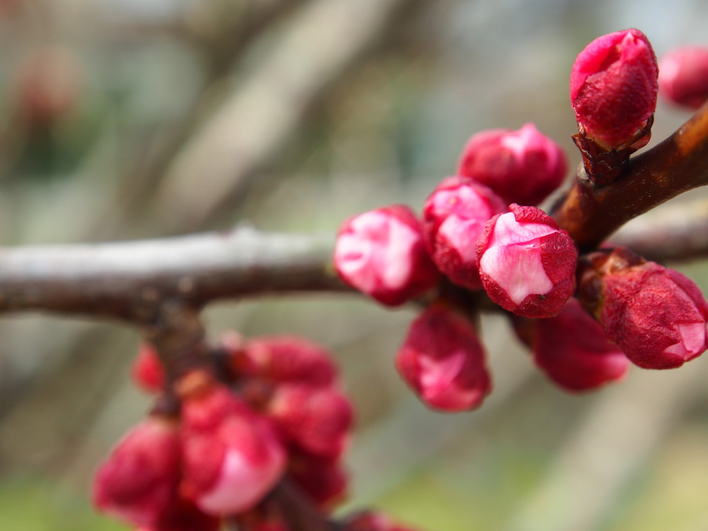 お散歩写真　紅梅？