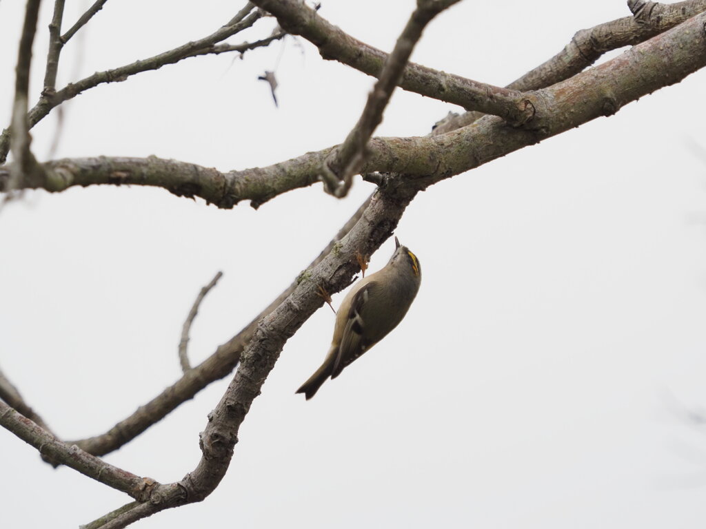 頭の頂に黄色い菊の御紋がある日本で一番小さな鳥