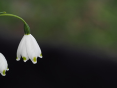 Fairy's lantern ?