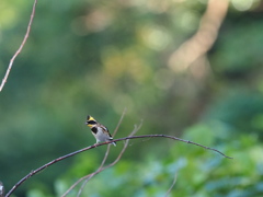 晩秋の小鳥 ミヤマホウジロ