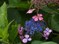 錆びた紫陽花