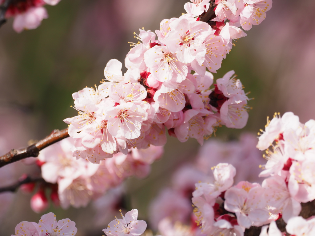 散歩道の花　＃２