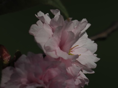 八重桜