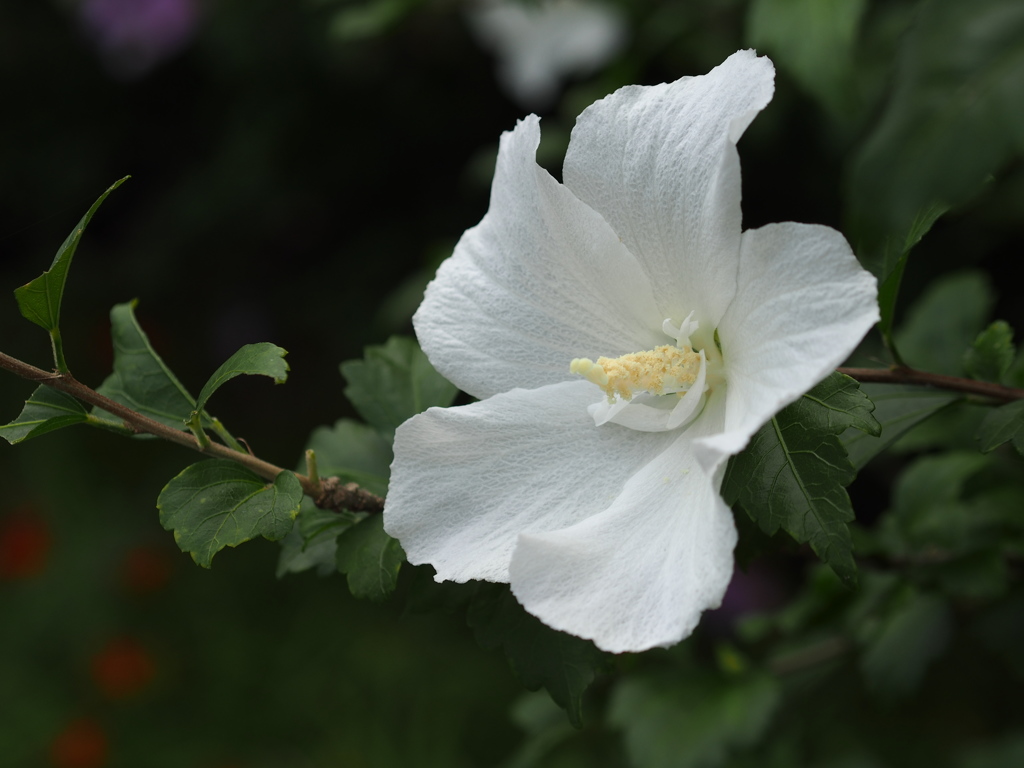 芙蓉