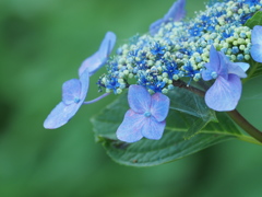 空梅雨の紫陽花 5