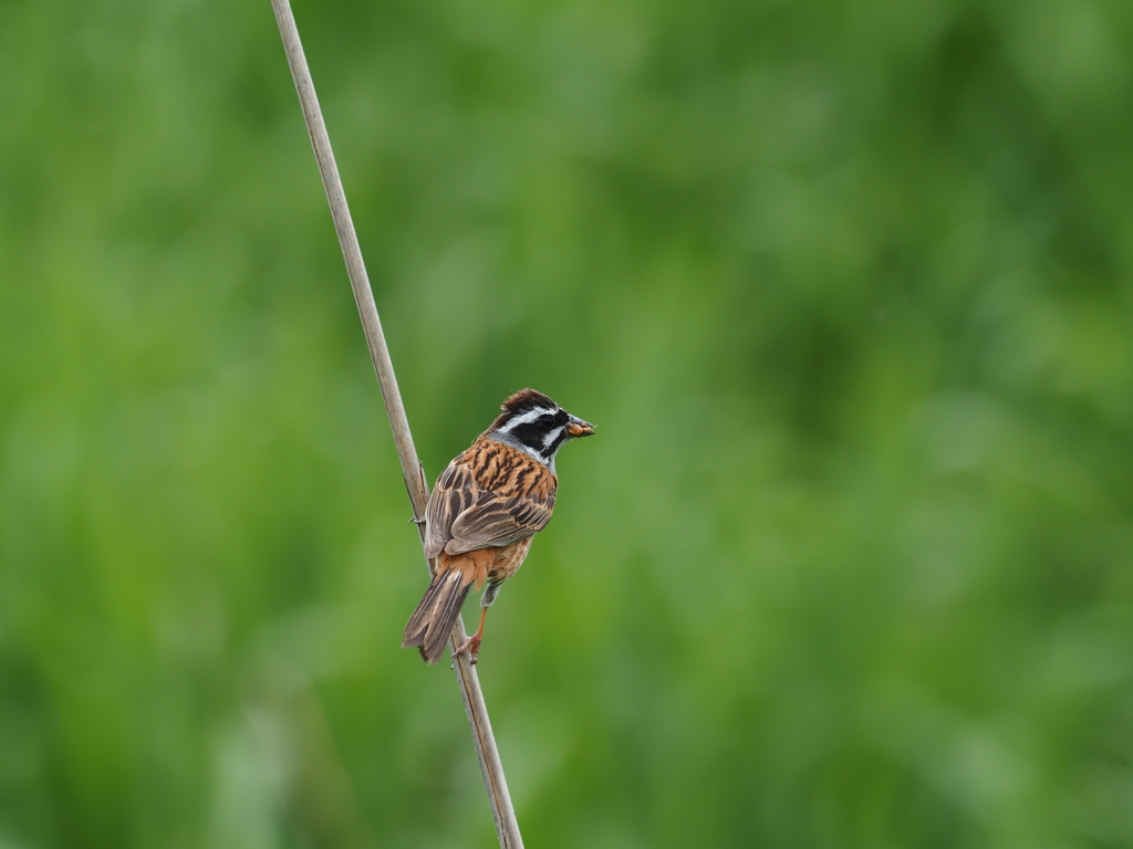 ホウジロ