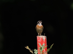 久しぶりのホウジロ