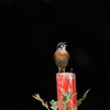 久しぶりのホウジロ