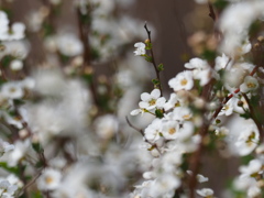 春の花