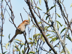 百舌鳥の地鳴き