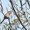 百舌鳥の地鳴き