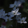 桜の下で