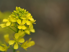 菜の花