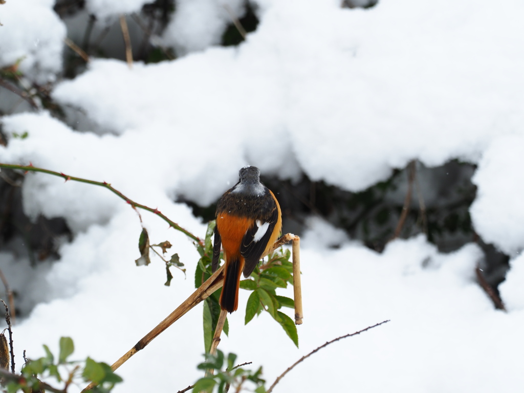 雪景色　ジョウビタキ