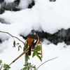 雪景色　ジョウビタキ