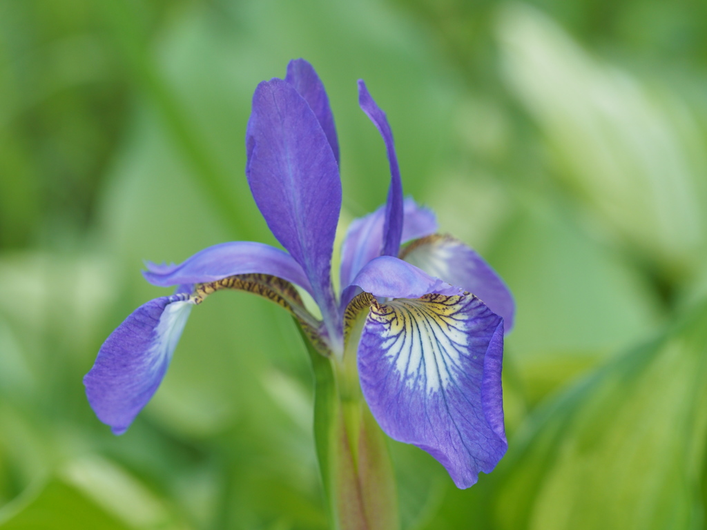 散歩道の花　３