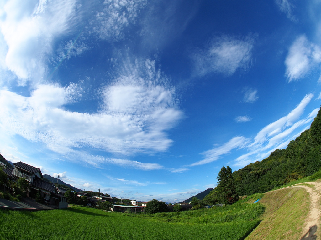いつもの散歩道　夏