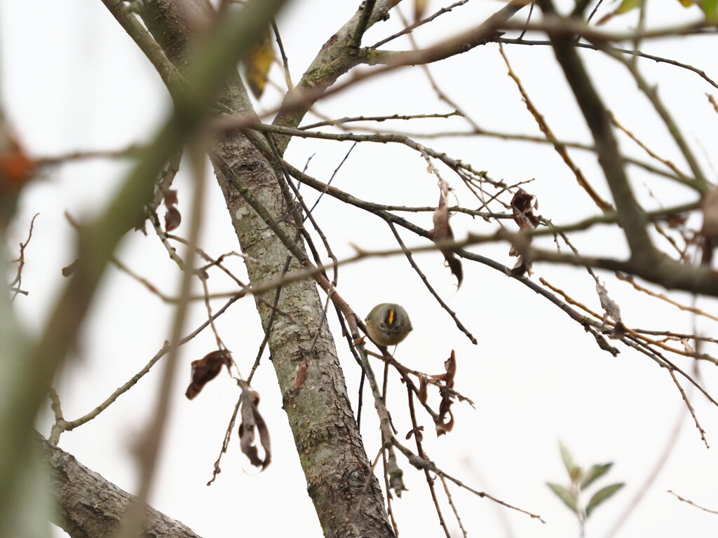 頭の頂に黄色い菊の御紋