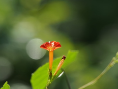 丸葉鏤紅草　１