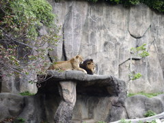 ライオン