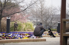 犬