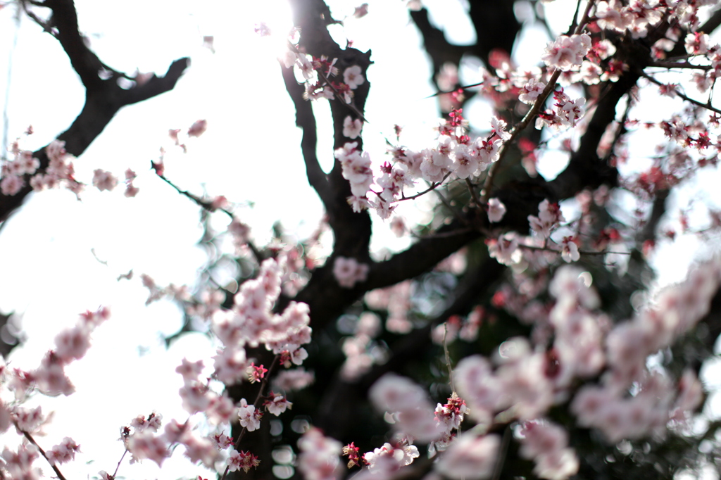 sakura