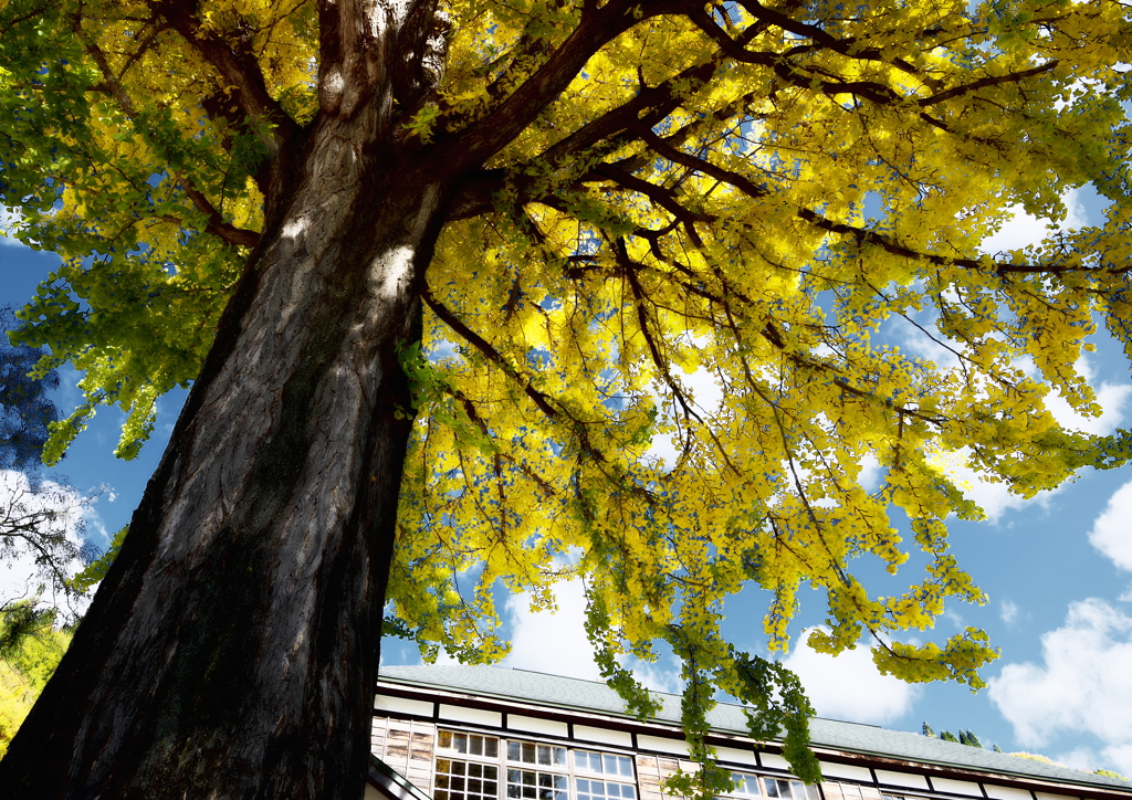 MEMORIAL TREE