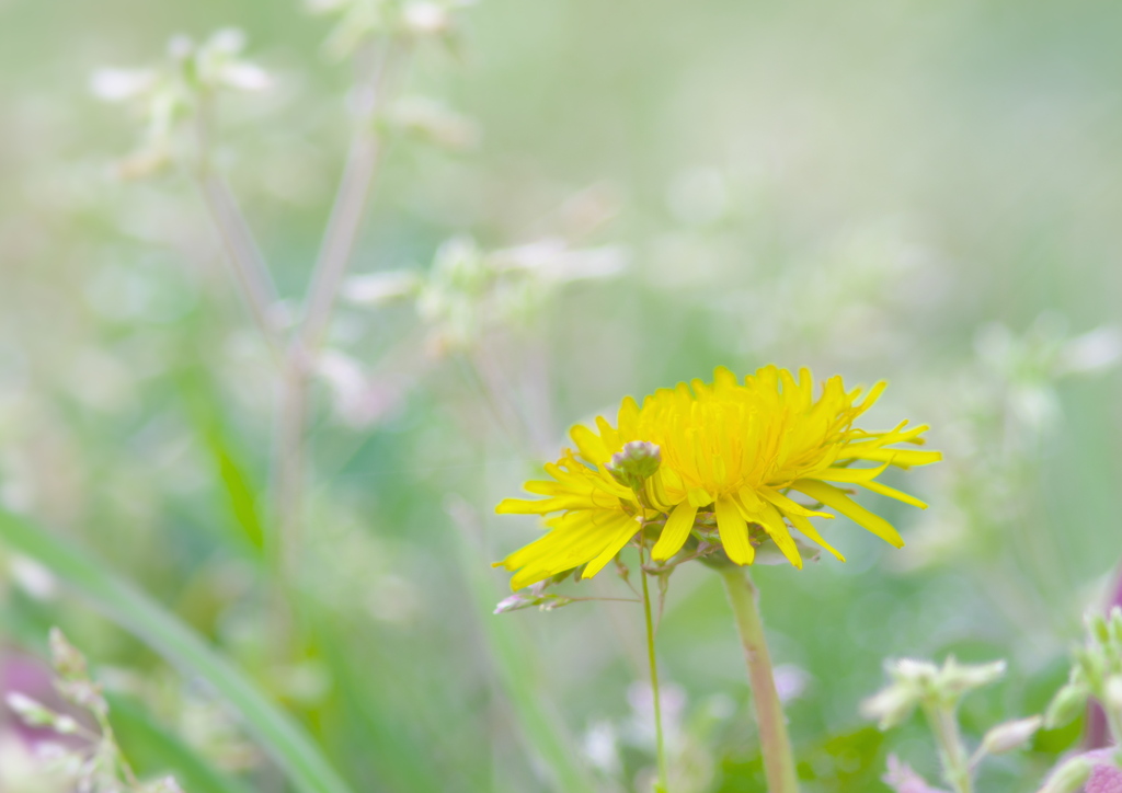 たんぽぽの詩 By 緑推し Id 写真共有サイト Photohito