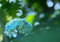 紫陽花 in blue forest