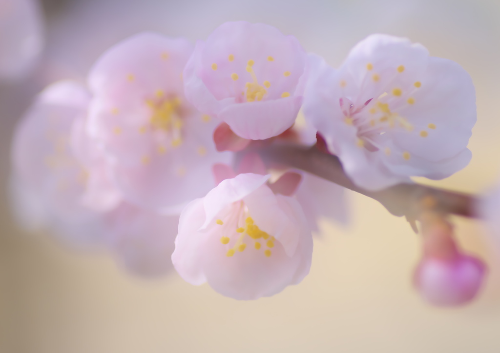 春の淡い