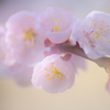 春の淡い