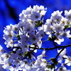 SAKURA SAKU