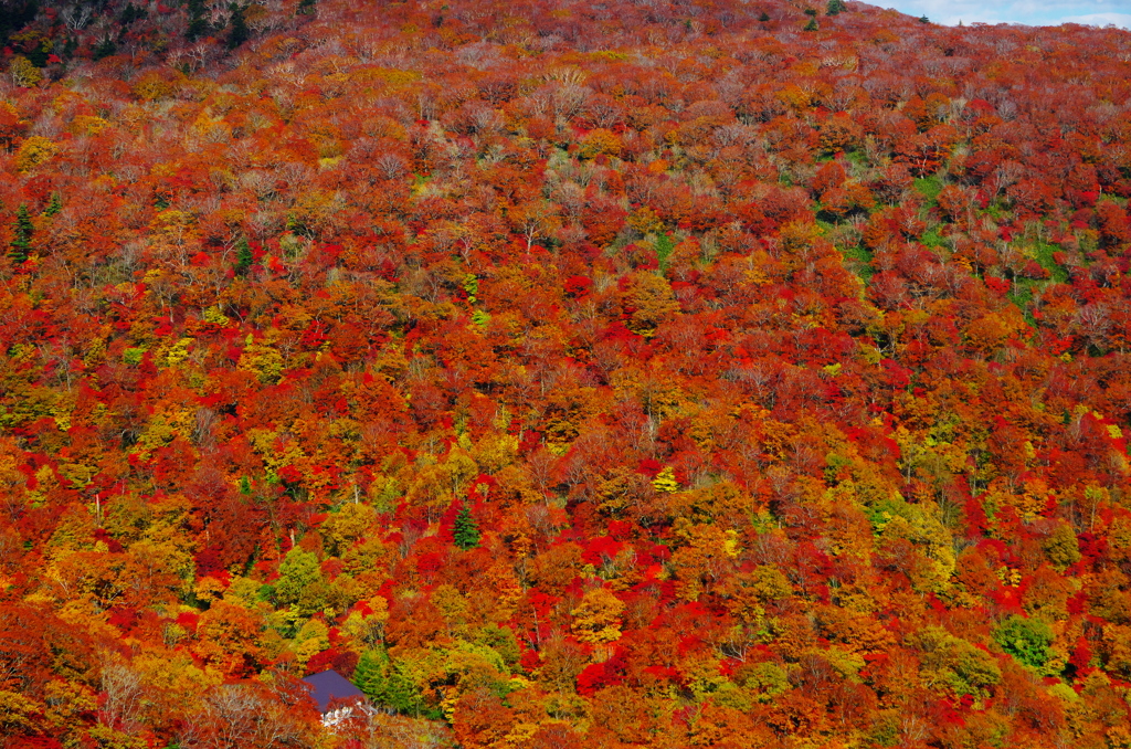 紅葉パノラマ